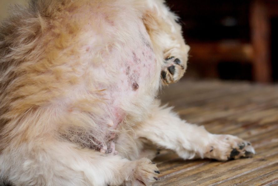 Malassezia-Dermatitis beim Hund